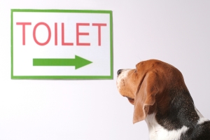 How-to-Potty-Train-Your-Dog